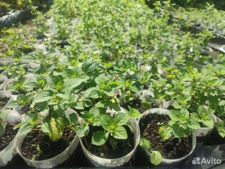 Мята сортовая