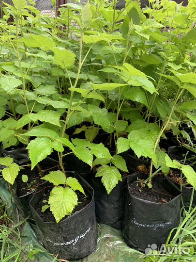 Саженцы малины Энросадира Корпико Мапема