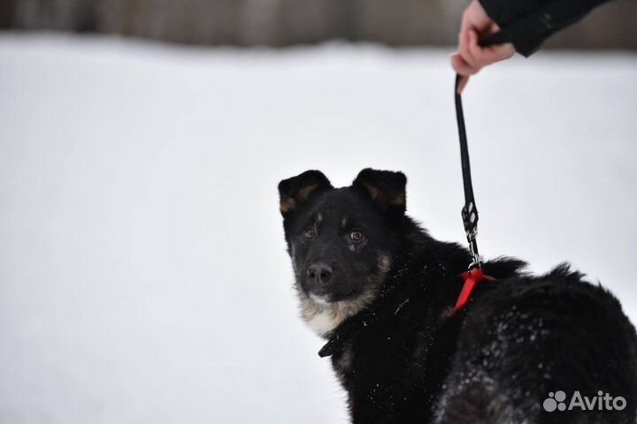Красивый храбрый малыш ищет дом