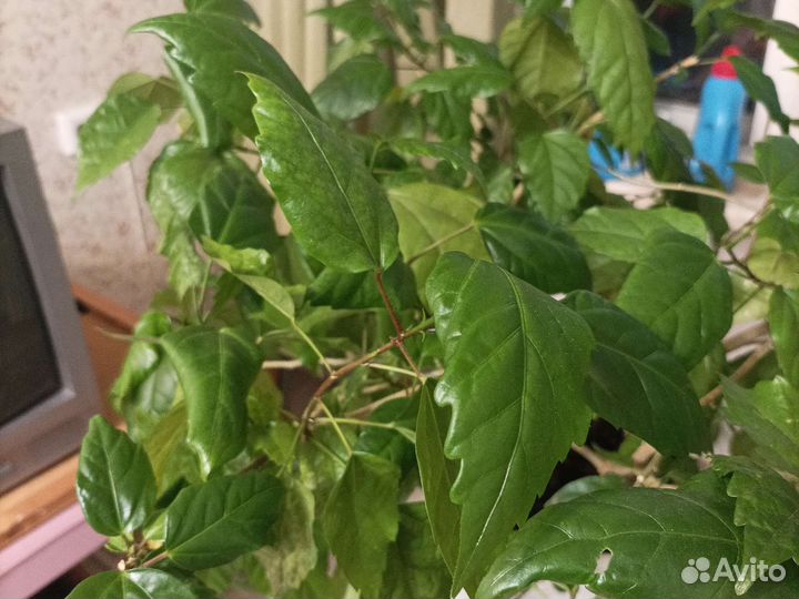 Китайская роза куст
