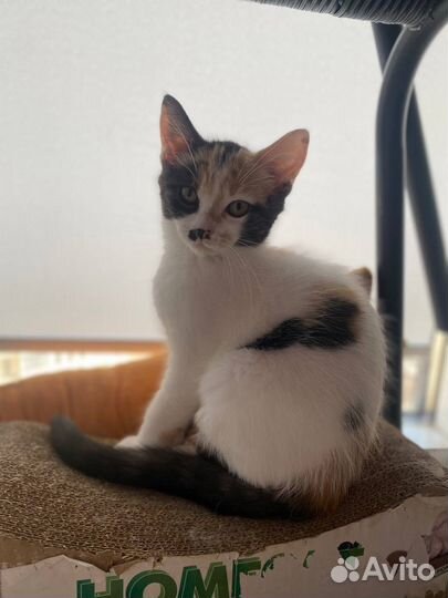 Кошка бесплатно