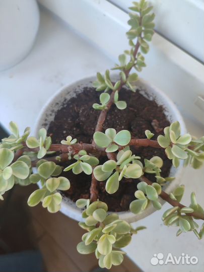 Портулакария афра вариегатная