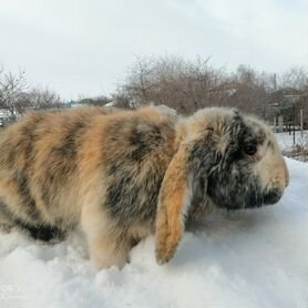 Кролик французский баран