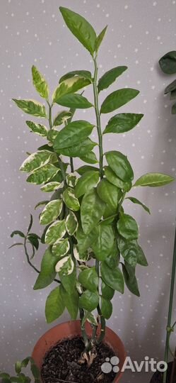 Педилантус