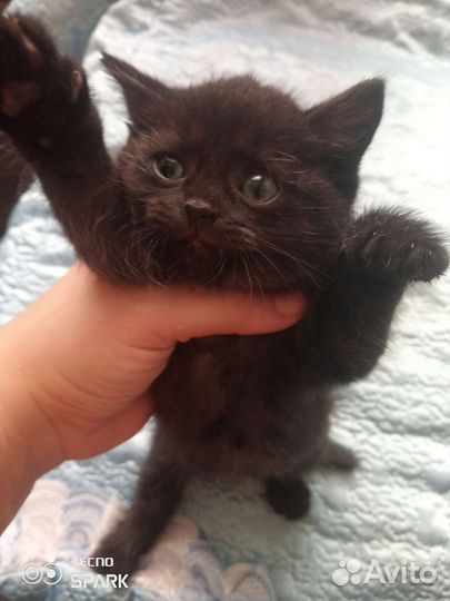 Кошка в дар