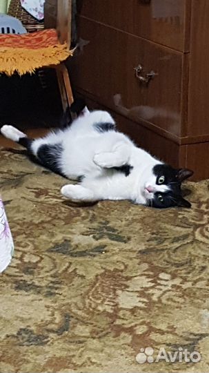 Коты в добрые руки.Рыбинск