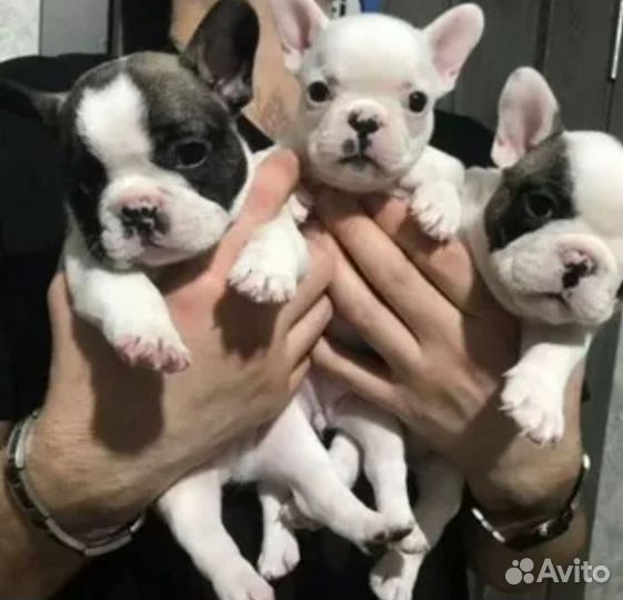 Французский бульдог