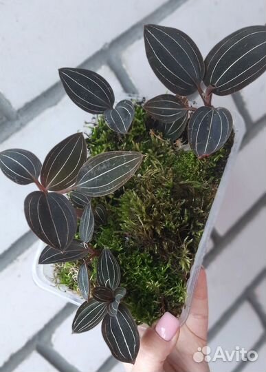 Лудизия. Драгоценная орхидея