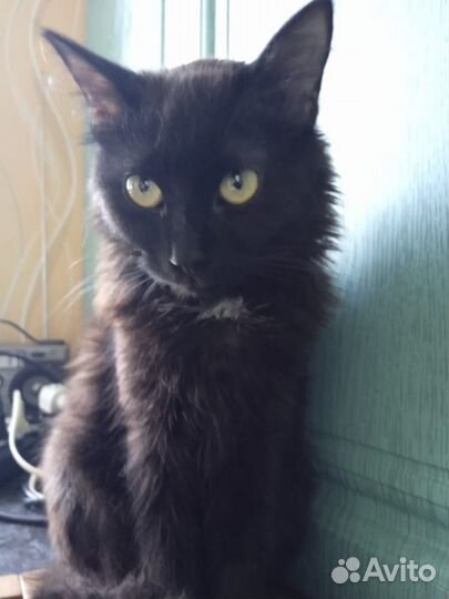 Красавица Маргоша ищет Дом