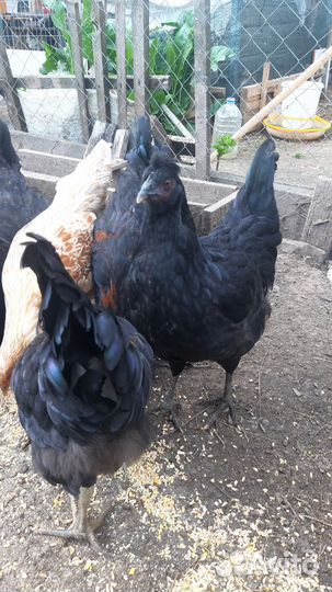 Курочки молодки несушки,есть брамма,кохинхины