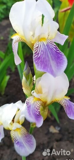 Ирисы бородатые
