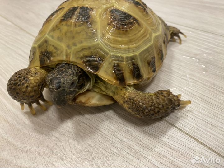 Сухопутная черепаха с террариумум