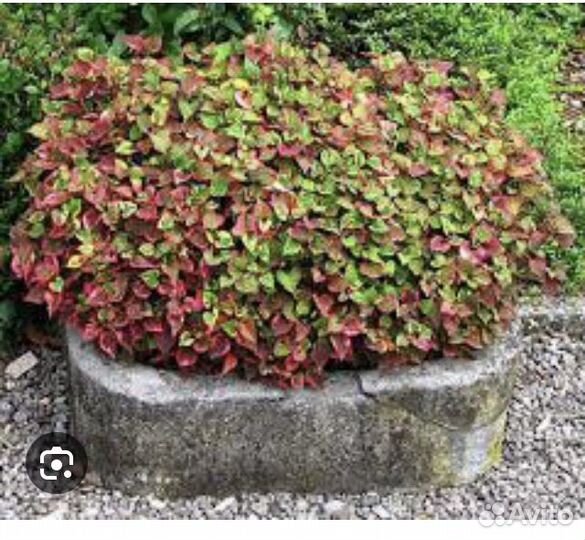 Хаутюния, рео, герань