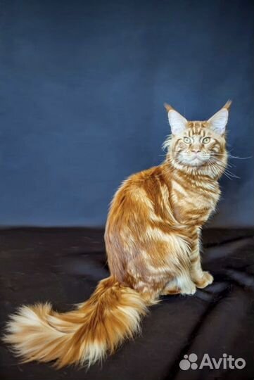 Котенок мейн-кун девочка