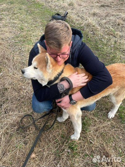 Дрессировка собак, вязка, кинолог-зоопсихолог