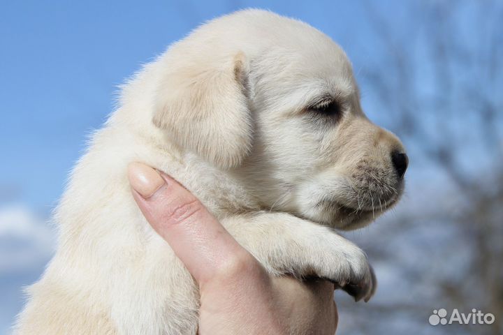 Лабрадор ретривер щенки