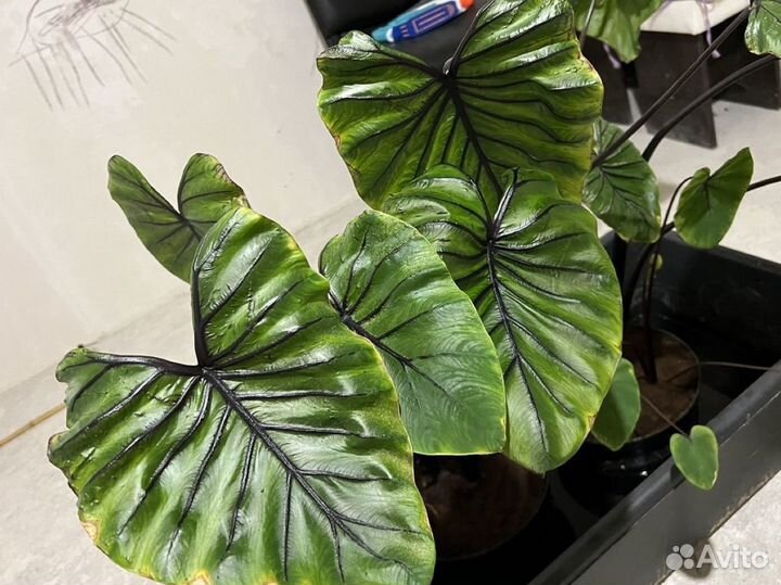 Маска фараона колоказия