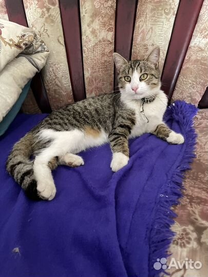 Котик молодой