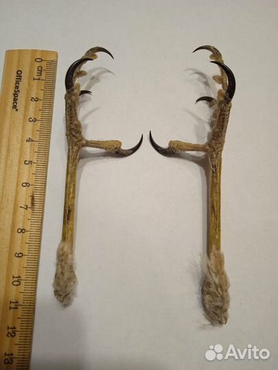 Когти ястреба высушенные