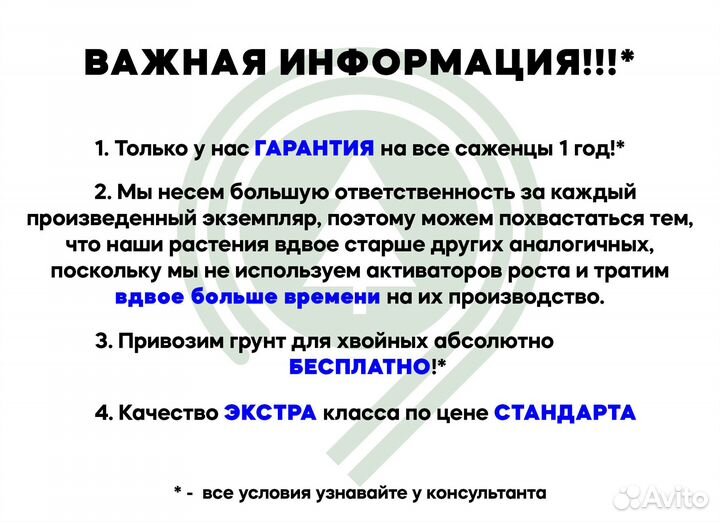 Туя смарагд восточная с доставкой