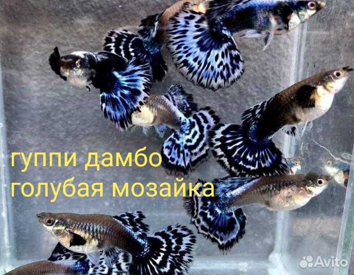 Аквариумные рыбки гуппи московский темно-синий