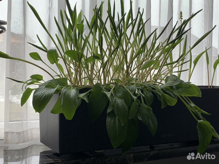 Дримиопсис