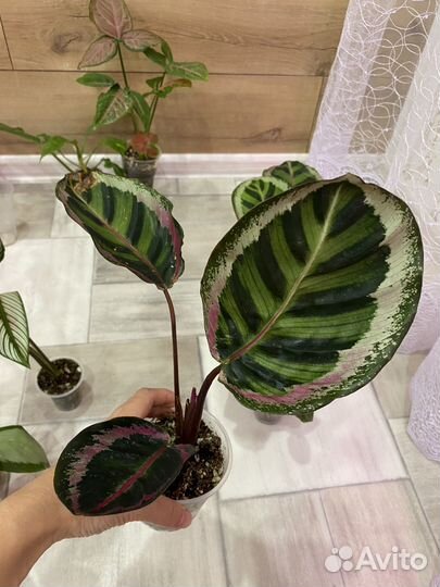 Маранта, Калатея Мисти, Маккоя,Анжела