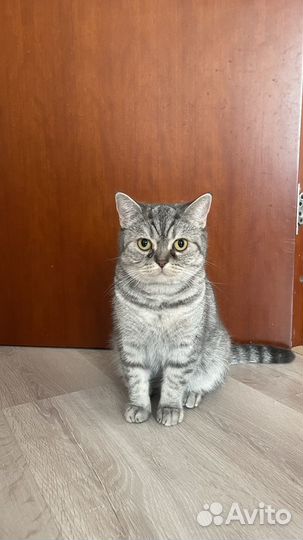Британская кошка