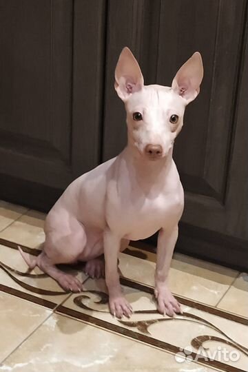 Светлые девочки Американского голого терьера