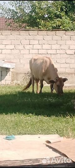 Корова стельная дойная