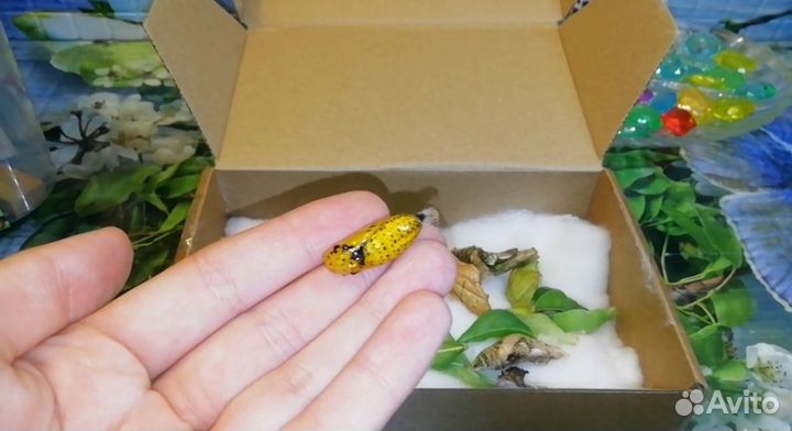 Куколки тропических бабочек разных видов