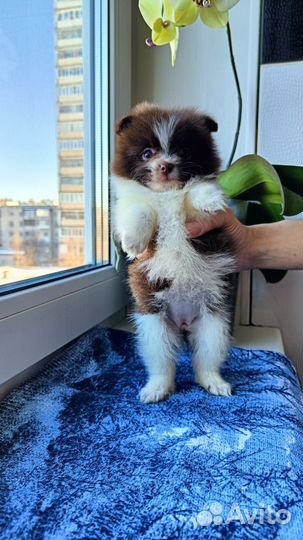 Померанский шпиц