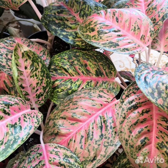 Аглаонема Спринг ред