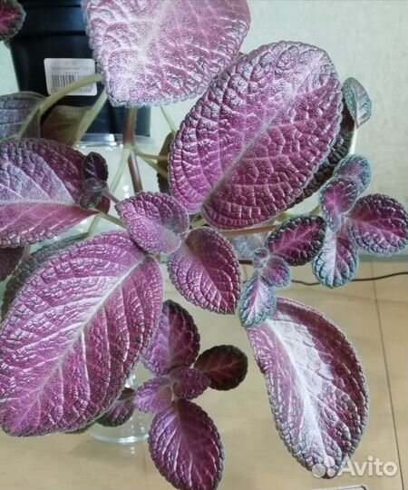 Эписции сортовые