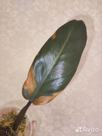 Филодендрон Блек кардинал вариегатный