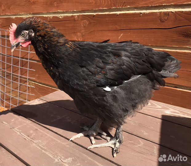 Маран чёрно-медный Петушок, 2 месяца
