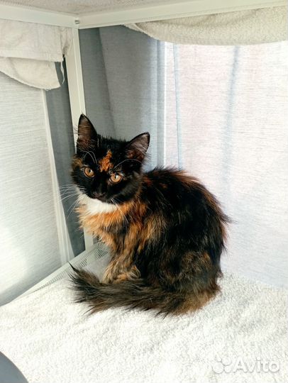 Домашняя кошечка