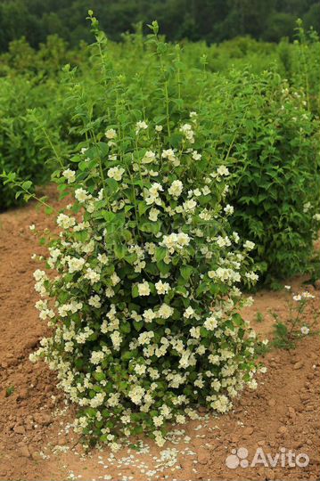 Кустарники