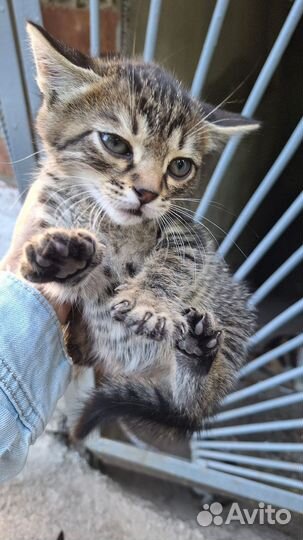 Котики бесплатно