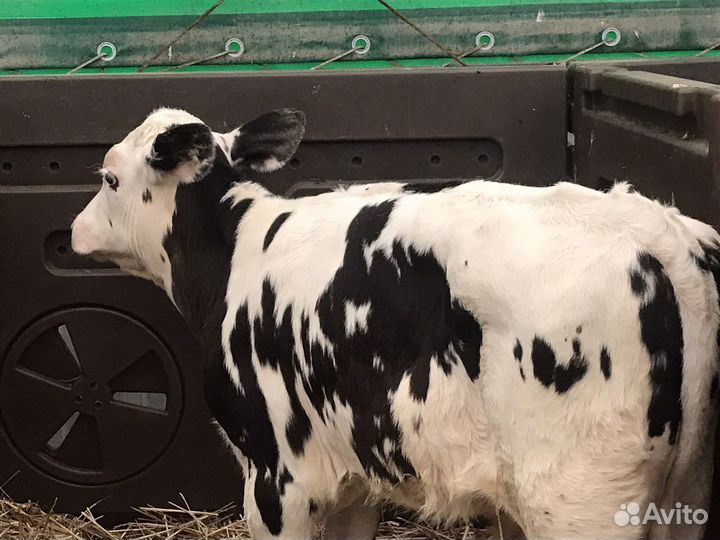 Телята мясной породы бычки