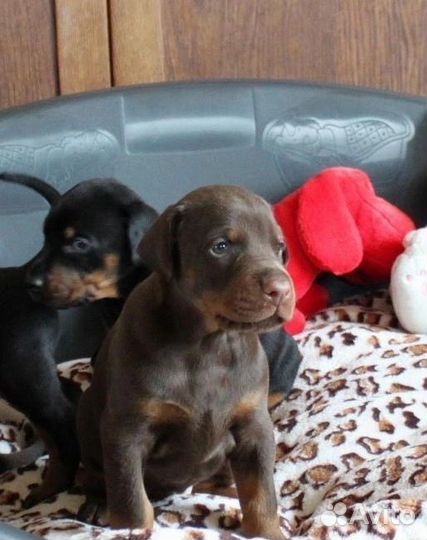 Щенки добермана
