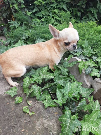 Чихуахуа девочка
