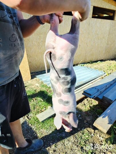 Поросята породы пьетрен