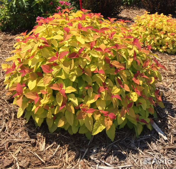 Спирея японская, Флоксы, Очиток Обновлено 30 мая