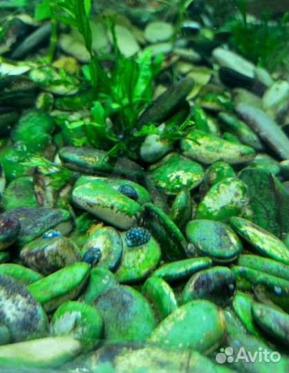 Аквариумный чистильщик - теодоксус