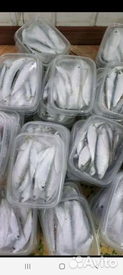 Тюлька замороженная