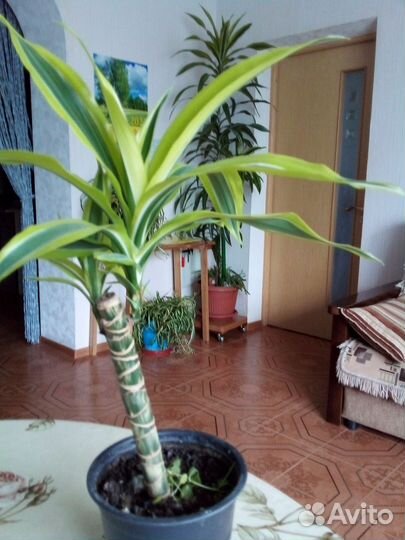 Сансевиерия