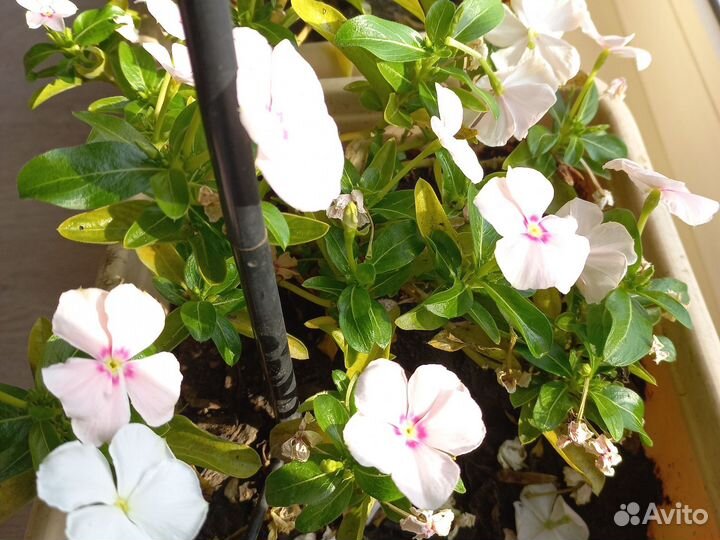 Катарантус семена