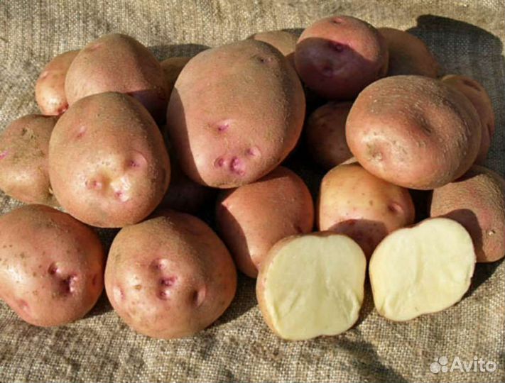 Продам картофель