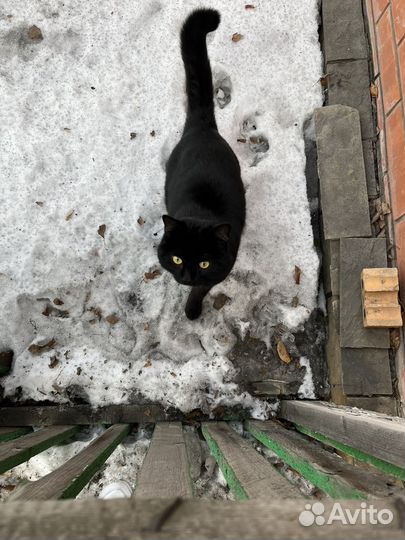 Потерялся кот